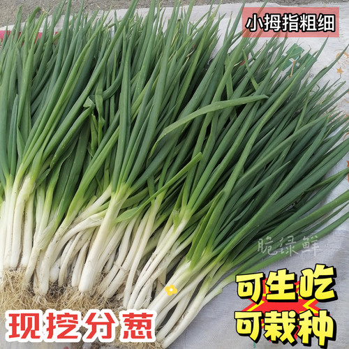 现挖分葱新鲜蔬菜安徽大葱非山东大葱小香葱蘸酱炒菜可移栽带土
