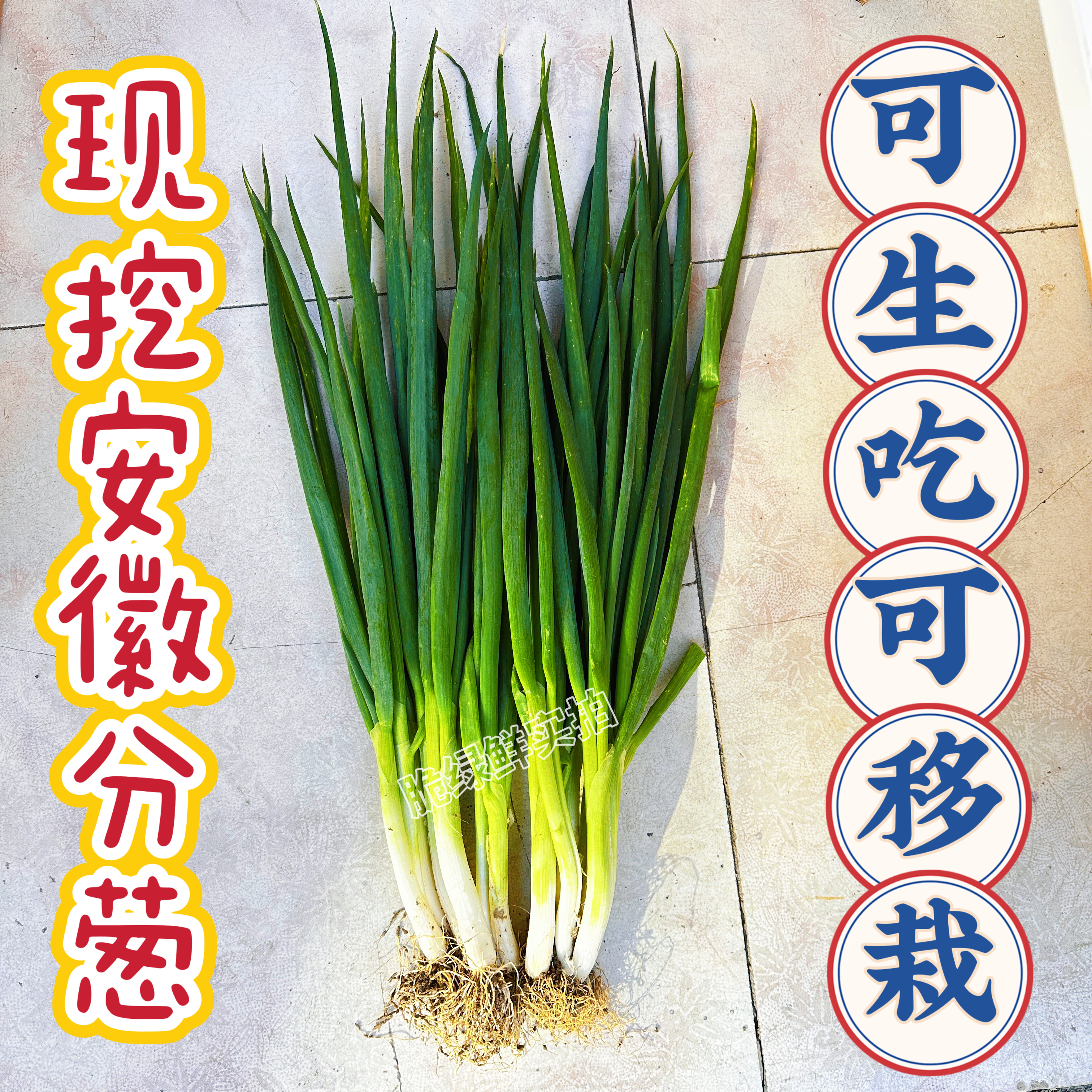 现挖分葱新鲜蔬菜安徽分葱非山东大葱小香葱蘸酱炒菜可移栽带土