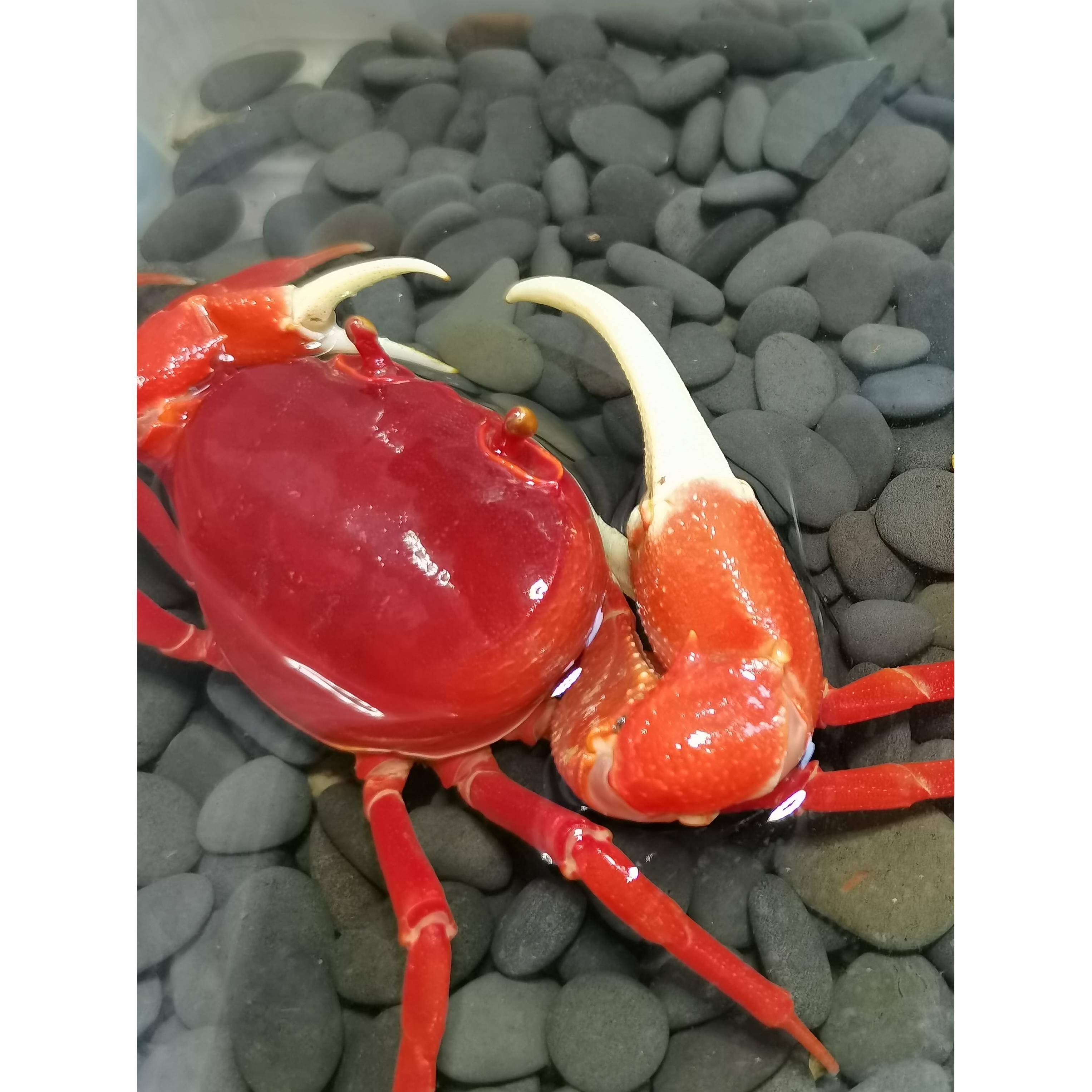 勾手蟹观赏蟹南海溪蟹寄居蟹淡水紫地蟹印支蟹蓝尖肢豹点蟹蝴蝶蟹