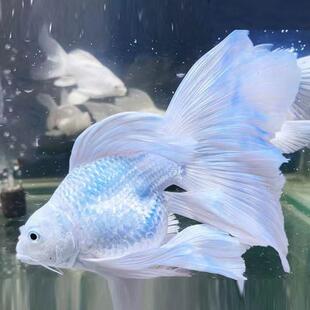 蝴蝶台湾普身观赏鱼冷水锦鲤淡水鱼贵妃好养纯种短身长尾球体鲤鱼