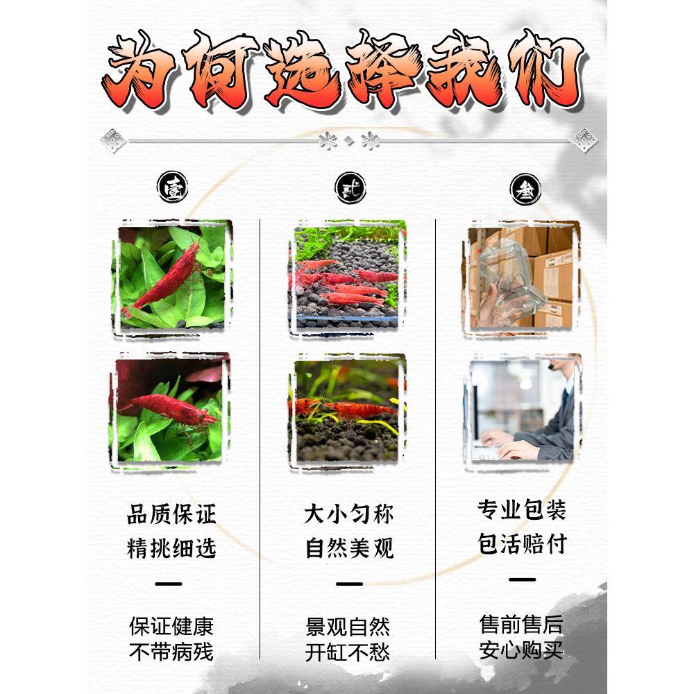 极火虾抱卵成年大号鲜活观赏淡水除藻虾黑壳虾清洁虾樱花虾水晶虾