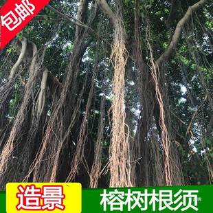 榕树根须天然藤蔓龙须根沉木杜鹃根鱼缸水族清水造景装饰电影道具