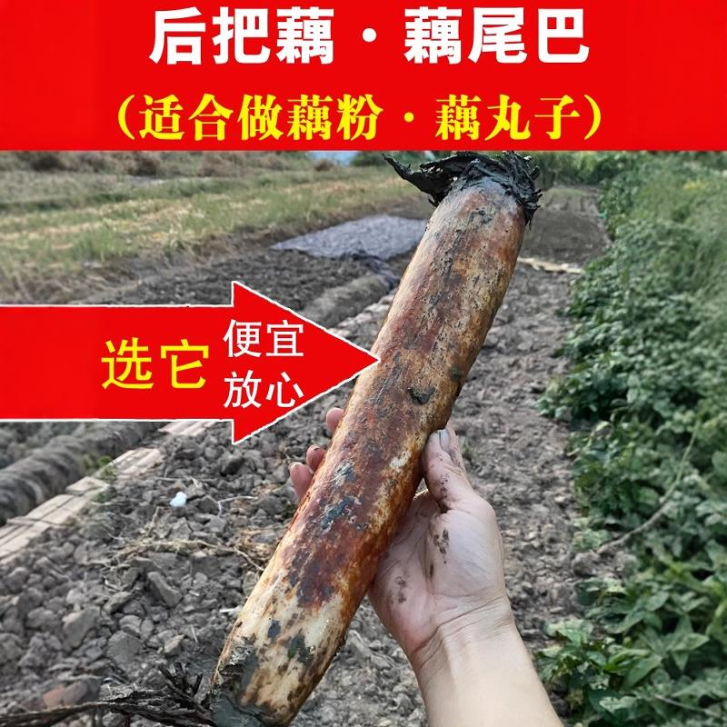 湖北洪湖粉糯莲藕后把（做藕粉藕丸子的食材）适合做卤藕藕粉现挖