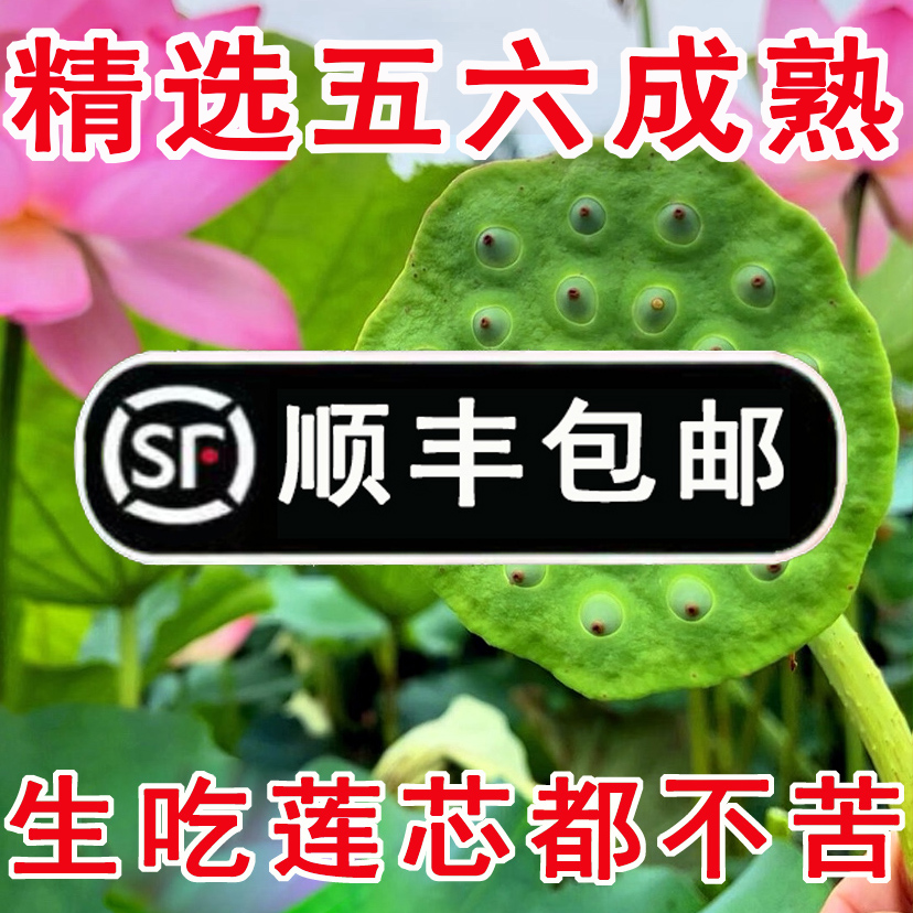 现摘湖北特产包邮顺丰新鲜莲蓬