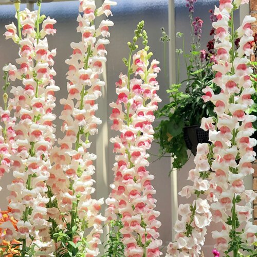 金鱼草波托马克苹果花穴苗高杆