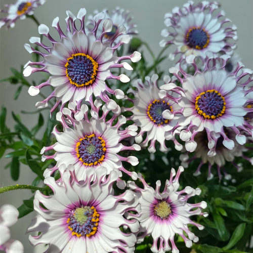 南非万寿菊蓝目菊花苗包邮花量大