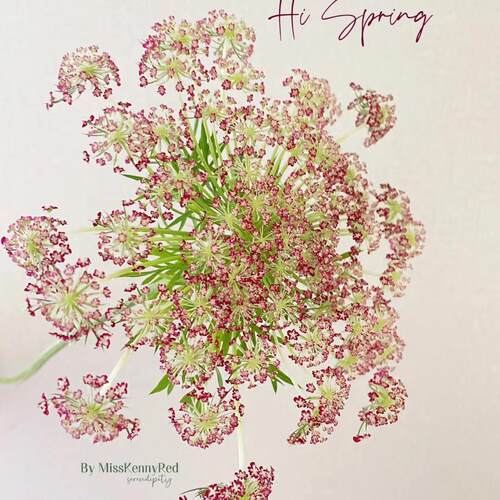 阿米芹红色巧克力蕾丝花苗