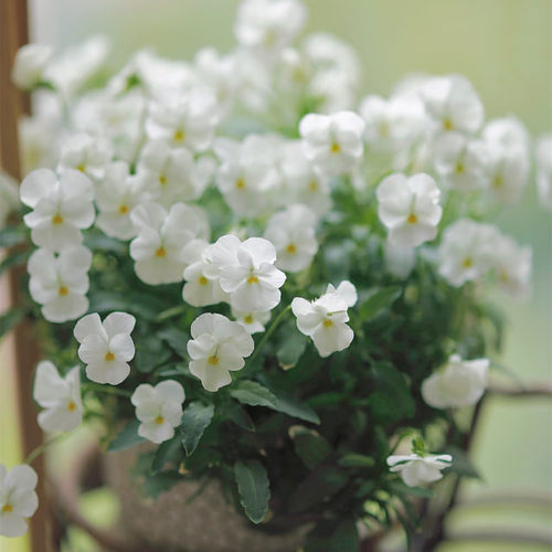 角堇花苗盆栽绿植花期长花量大