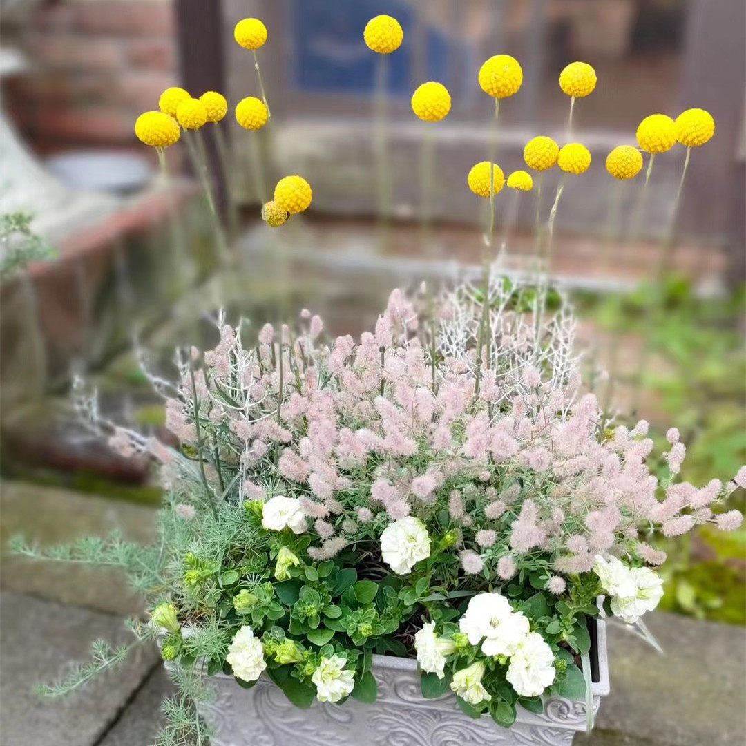 菊科属黄金球阳台庭院春季开花