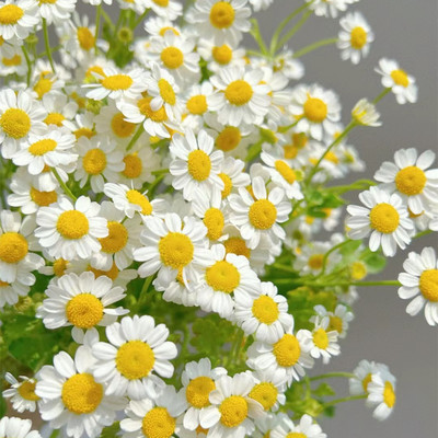 洋甘菊花苗阳台庭院四季常绿包邮