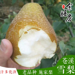 苍溪雪梨施家梨四川广元苍溪县特产当季新鲜水果梨子整箱10斤包邮