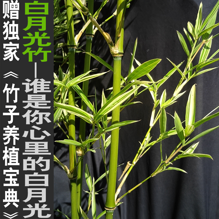白月光竹花叶唐竹子君观赏竹庭院室内绿植竹盆栽景竹基地直销