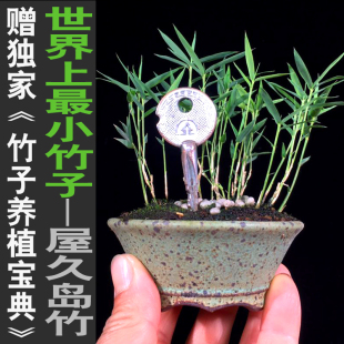 屋久岛竹世界上最小竹子室内绿植迷你小竹子苗竹盆栽景竹基地直销