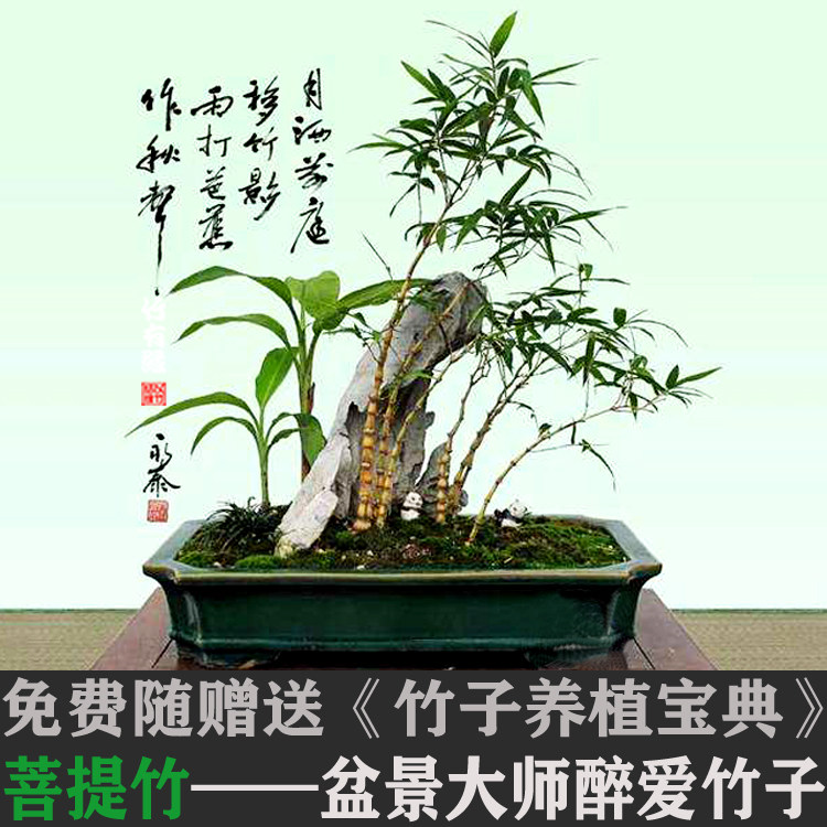 菩提竹小金丝佛肚竹葫芦竹罗汉竹盆栽景竹子君苗室内绿植基地直销