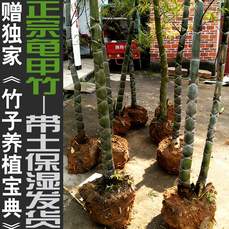 正宗龟甲竹苗龙鳞竹苗