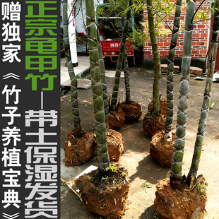 正宗龟甲竹龙鳞竹珍稀观赏竹盆栽景竹子君苗阳台室内绿植基地直销