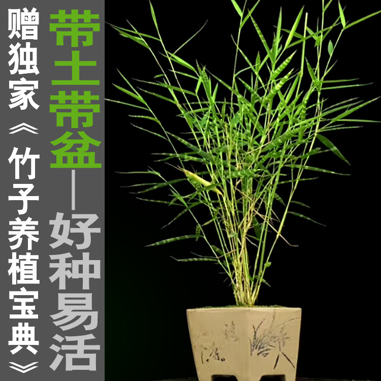 虎斑风竹室内绿植迷你小竹子苗竹盆栽景竹桌上阳台观赏竹基地直销