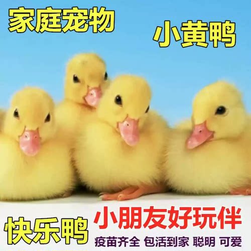 柯尔鸭活宠物小黄鸭子活的网红鸭