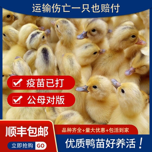 小鸭子活体大种麻鸭番鸭活物宠物柯尔鸭绿头鸭观赏可达鸭活体蛋鸭