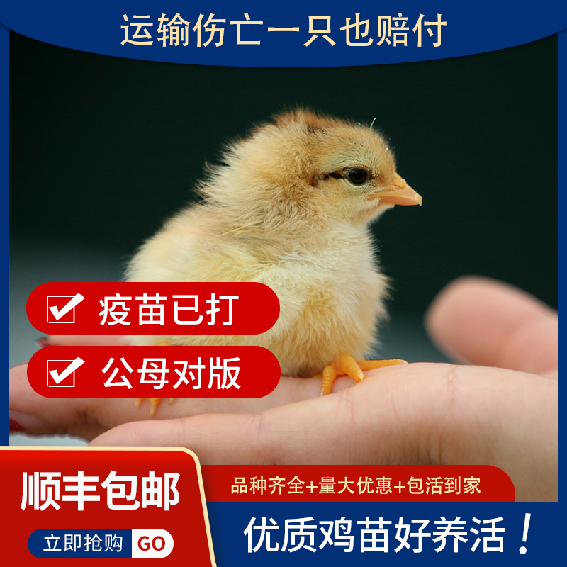 小鸡活体网红小黄鸡仔