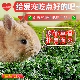 新年特级烘干紫花苜蓿草干草兔子天竺鼠龙猫饲料营养补钙幼兔草粮