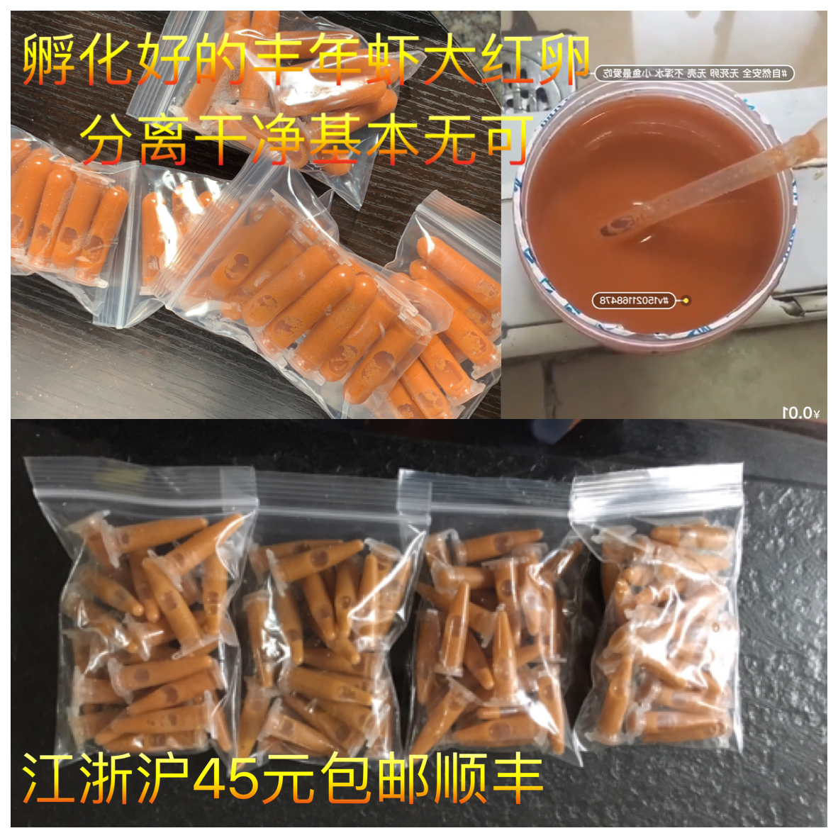 大红卵活体水母开口冰冻丰年虾