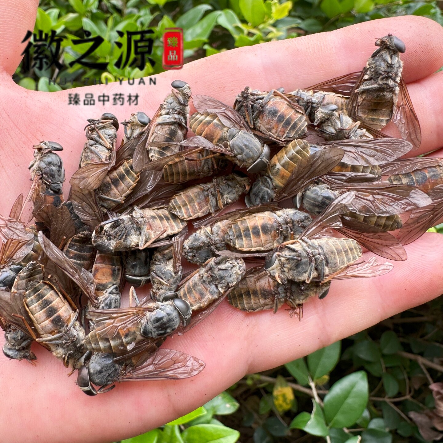 野生大牛虻虫中药材牛蚊子正品吸血虻虫大牛氓虫天然晒干整只特级