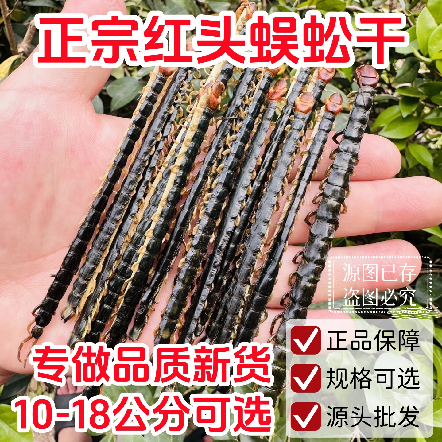 精选完整湖北蜈蚣10-18cm 10条批发中药材蜈蚣干红头黑身另售全蝎