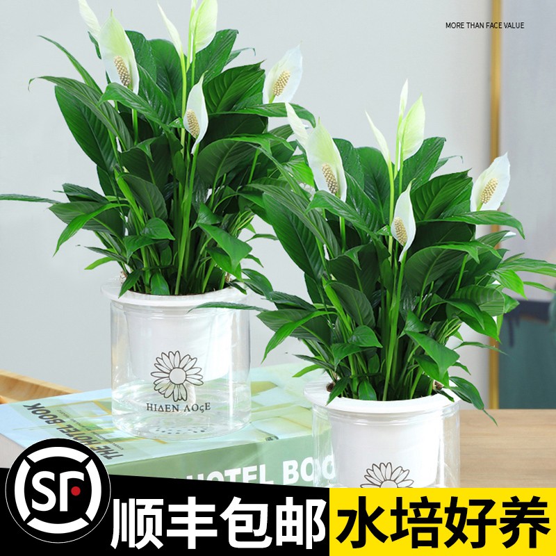 白掌盆栽水培植物绿植好养花卉