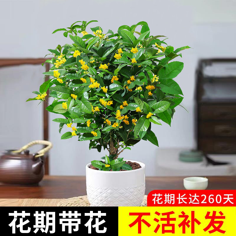 桂花树苗盆栽可食用金桂四季桂丹桂花卉植物室内外庭院浓香型花卉高性价比高么？