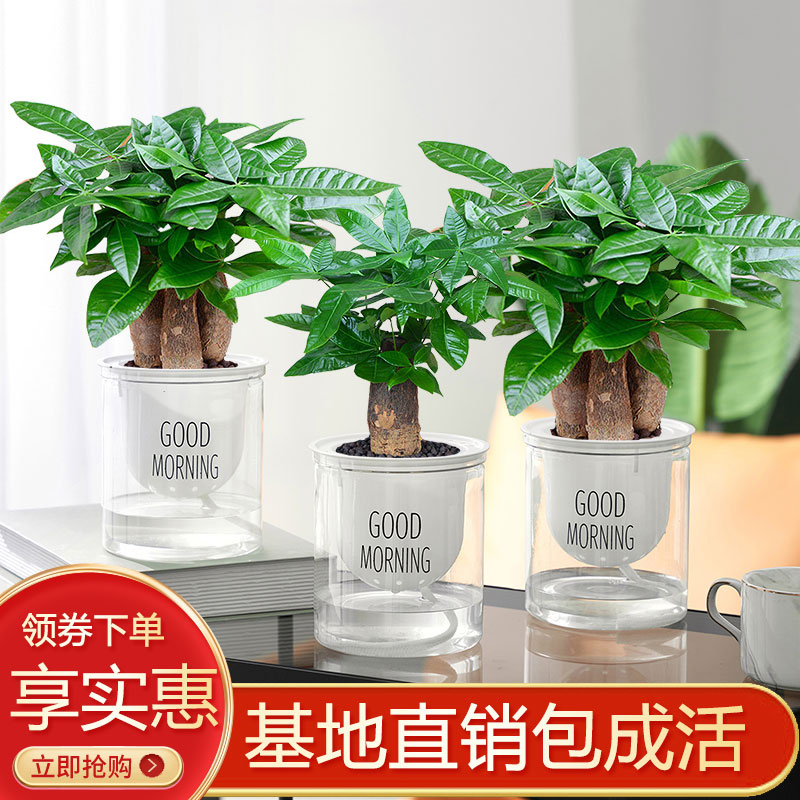 发财树盆栽植物室内办公室好养绿植水培小盆栽客厅大盆景四季常青