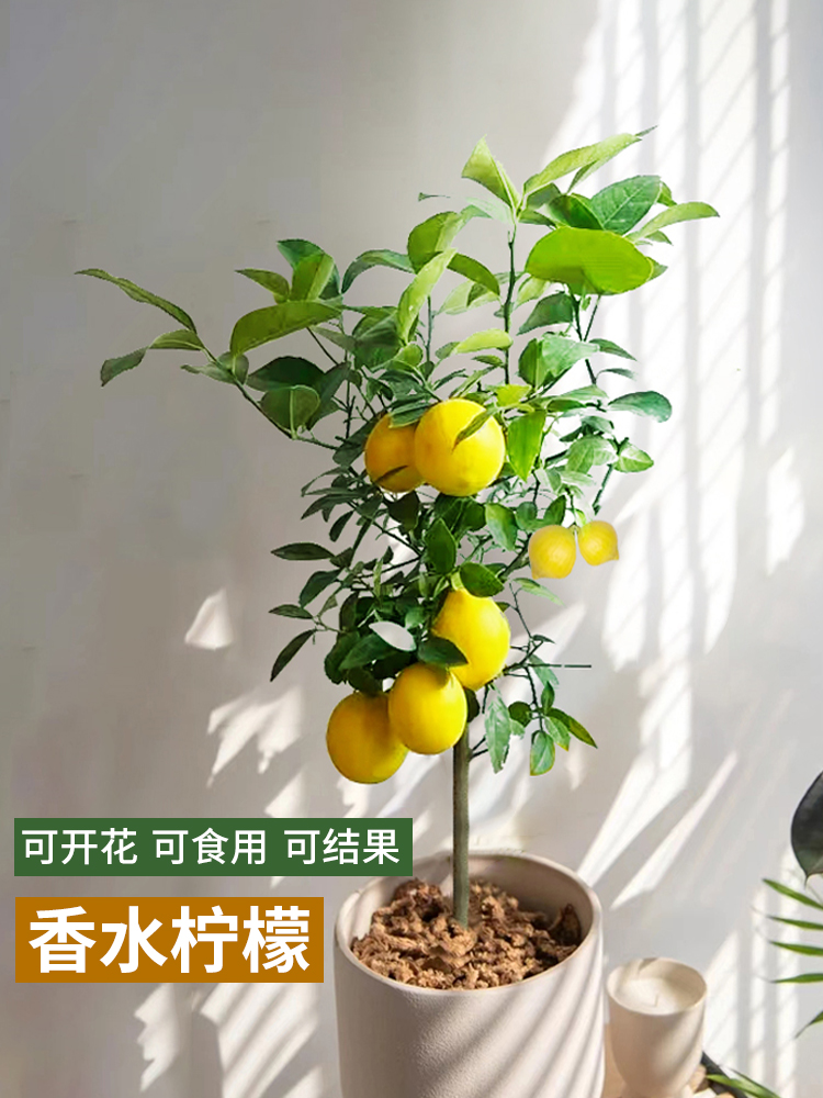 柠檬树苗带果柠檬苗绿植盆栽室内阳台庭院植物四季结果香水柠檬树