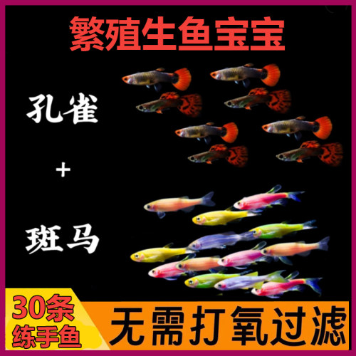 多彩斑马鱼+孔雀鱼组合 小型热带淡水鱼易活好养灯科鱼繁殖凤尾鱼