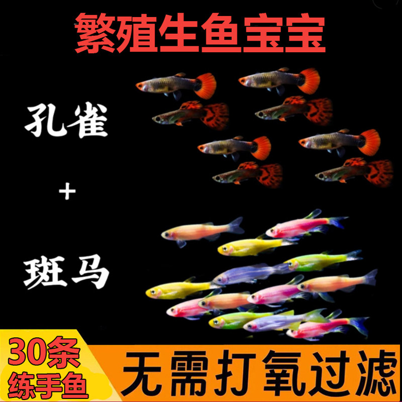 【30条】多彩斑马+孔雀鱼组合 小型热带鱼淡水鱼易活好养灯科鱼