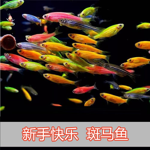 观赏鱼观赏鱼好养冷水冷水鱼淡水