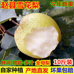 正宗河北赵县雪花梨新鲜水果包邮原产地赵州冰糖雪梨煮梨水熬梨膏