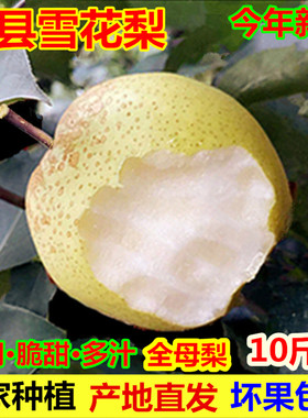 正宗赵县雪花梨新鲜水果5/10斤包邮河北赵州冰糖雪梨煮梨水熬梨膏