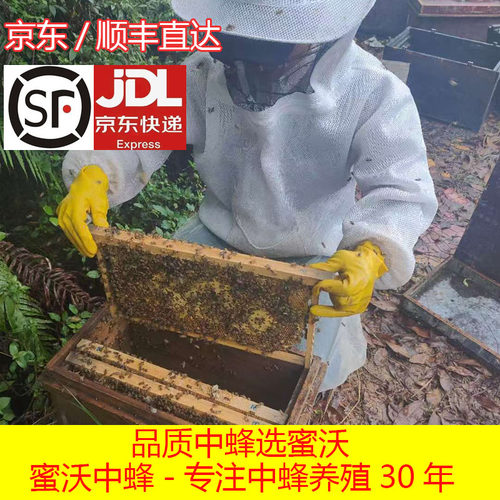 带王蜂群笼蜂中蜂蜂中蜂蜂群蜜蜂群活体种蜂王蜂王产卵新蜂王包邮