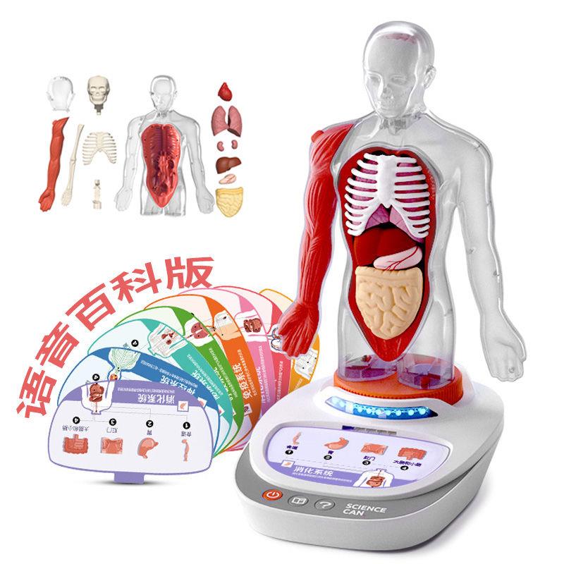 多功能人体解剖模型器官可拆卸儿童教学玩具我们的身体语音百科