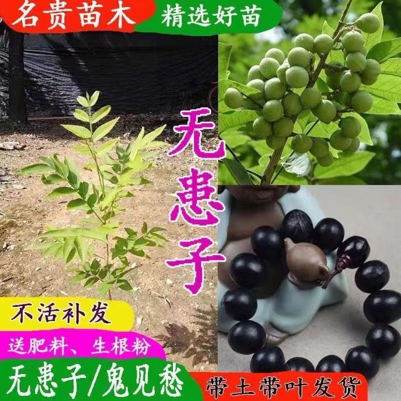 无患子树苗木患子小苗大树四季常绿珍贵中药名树绿化庭院名贵苗木