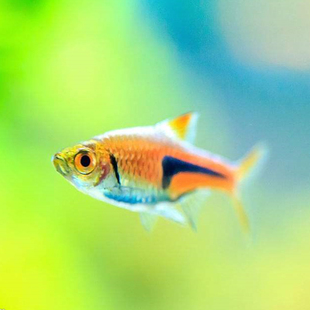 七夕观赏鱼金三角灯鱼群游