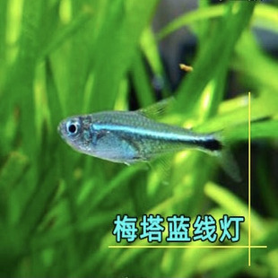 玩儿鱼家梅塔蓝线灯群游观赏鱼