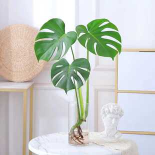 水培植物龟背竹盆栽老桩绿萝大叶室内观叶养桌面绿植耐阴好养常青