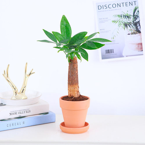 水培发财树植物金钻盆栽驱蚊竹柏