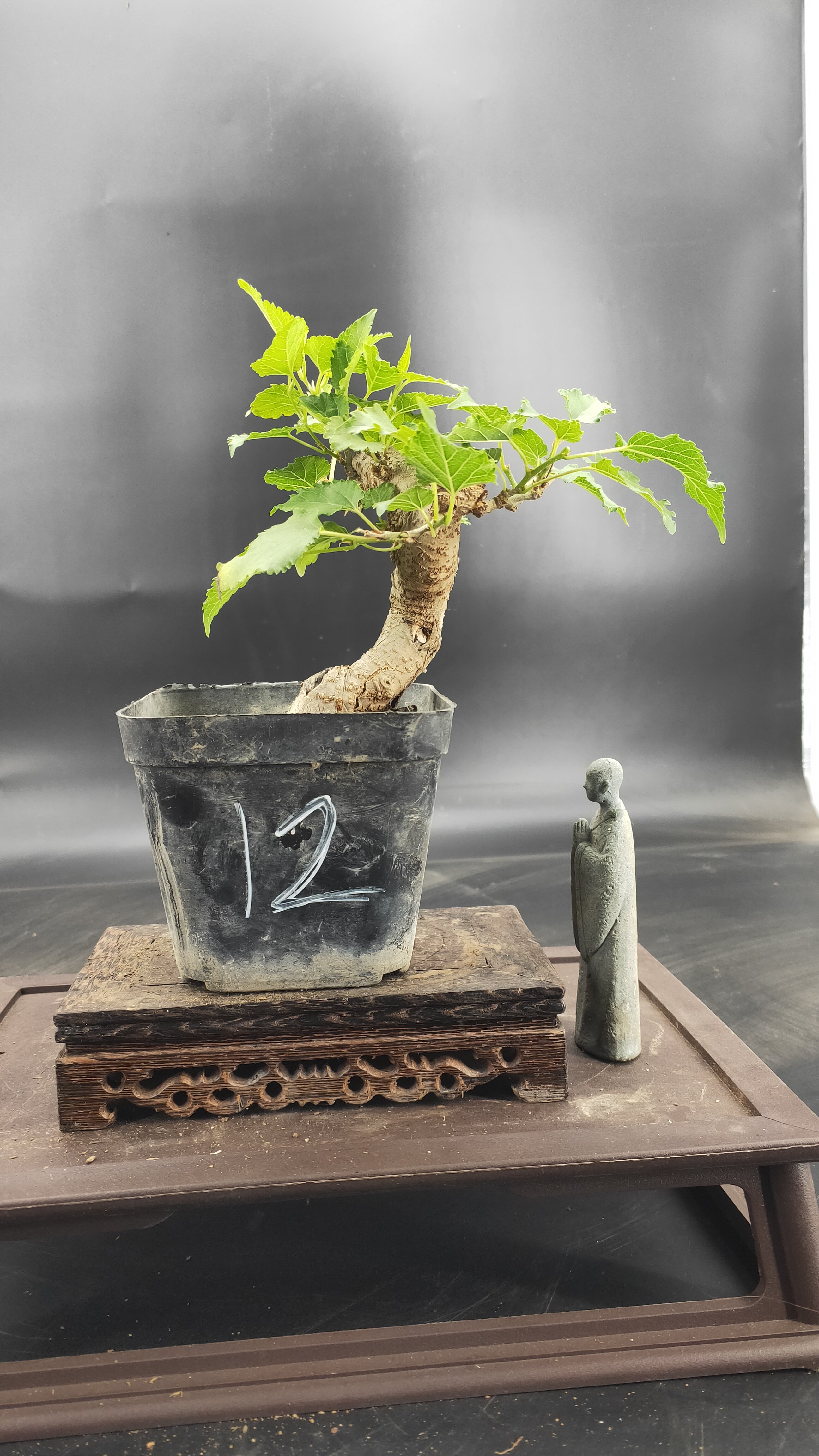 日本小叶果桑盆景 可食用 人工培育活多年 一物一拍 懒人养护