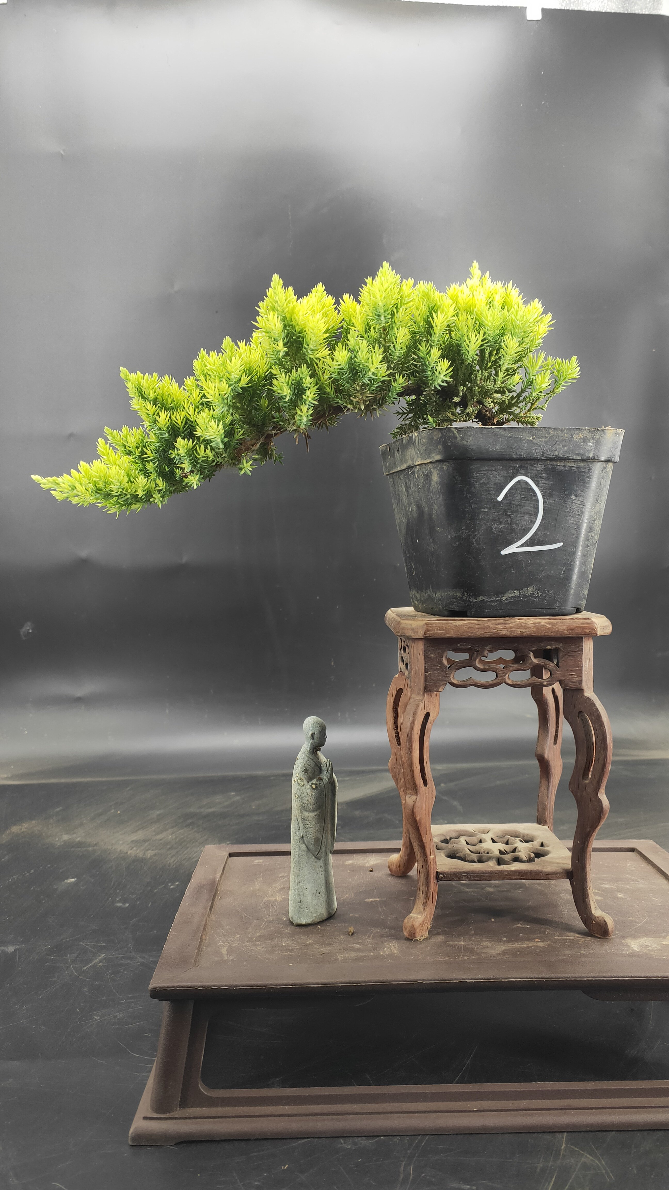 四季常青新西兰珍珠柏盆景净化空气办公室桌面室内花卉阳台绿植