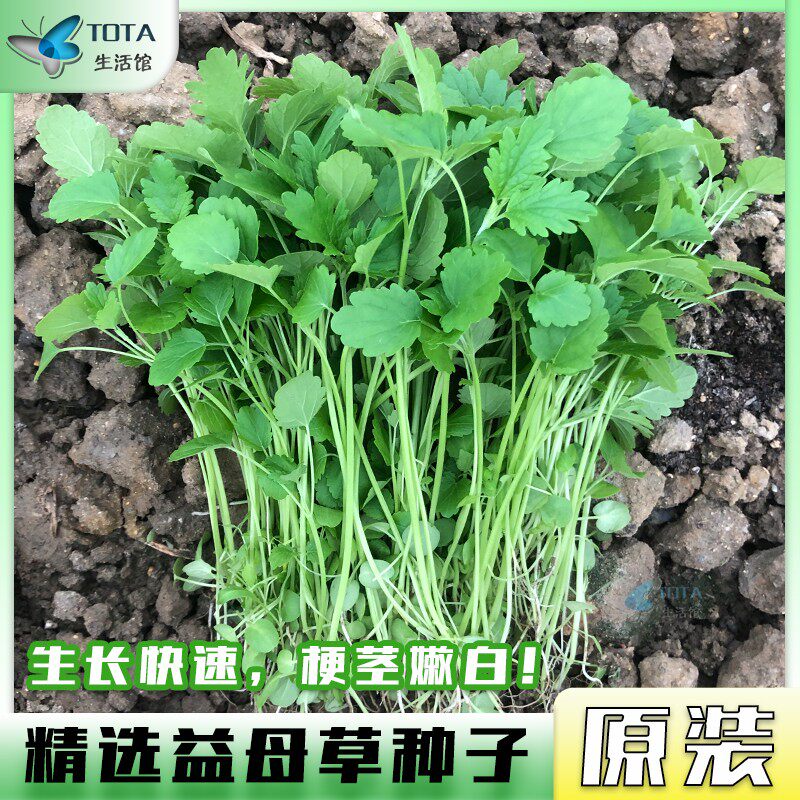揭美益母草种籽改良食用益母草种子阳台盆栽大田中草药益母草籽孑