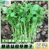 揭美益母草种籽改良食用益母草种子阳台盆栽大田中草药益母草籽孑