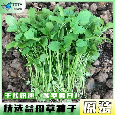 揭美四季高产耐热耐湿益母草种籽