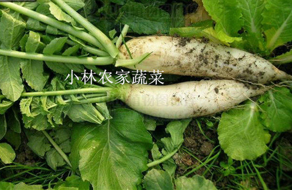 新鲜农家蔬菜白萝卜无公害现摘